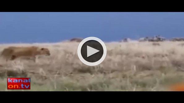 Su aygırı kendisine saldıran aslanın başını kopartıyordu!
