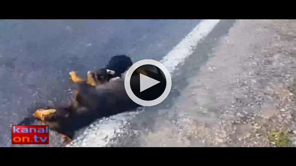 Yavru köpeğin bu görüntüsü yürekleri burktu