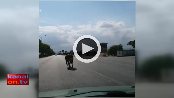 Konya’da kurbanlık inek kaçtı! Vatandaşı peşine taktı