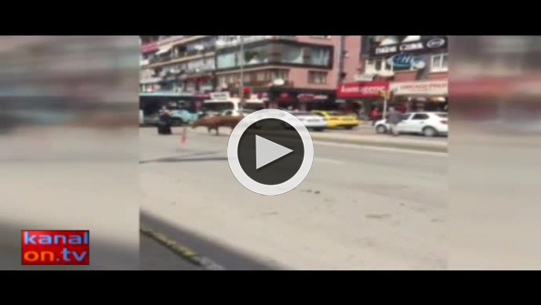 Kurbanlık boğa kadını hastanelik etti: İşte o anlar
