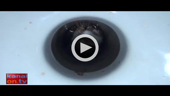 Tuvalete düşen yaramaz kedi böyle kurtarıldı