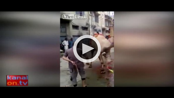 Kasabı tek ayağıyla bayıltan deve!