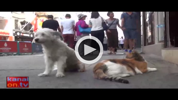 Kedi ve köpeğin dostluğu ilgi odağı oldu