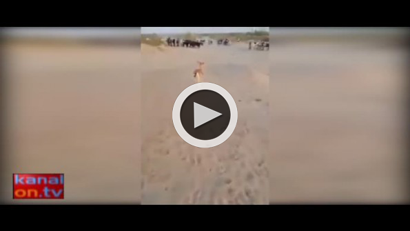 Yavru ceylan annesini kaybedince keçilere sığındı
