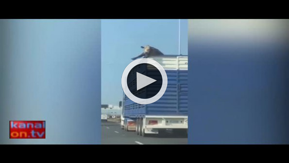 Kamyon dorsesinden sarkan inek görenleri şaşırttı
