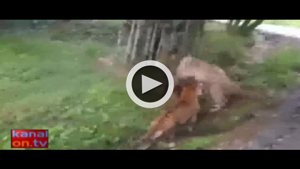 Bengal kaplanları beyaz kaplana böyle saldırdı