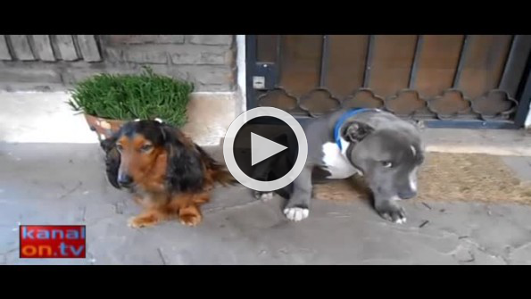 Sahibinden azar yerken yerin dibine giren köpekler