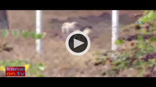 Üniversitede aç kalan köpekler geyik yedi