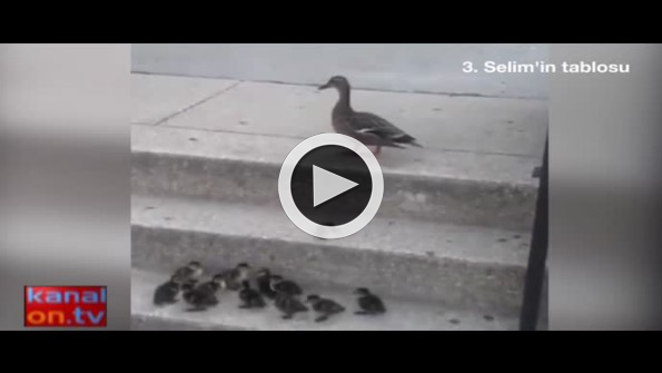 Yavru ördeklerin merdivenden çıkma mücadelesi