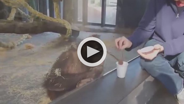 Orangutanın illüzyona verdiği tepki sosyal medyayı salladı