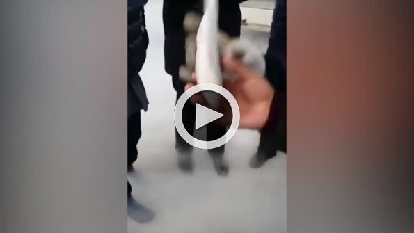 Dondurulmuş balık tekrar canlanır mı?
