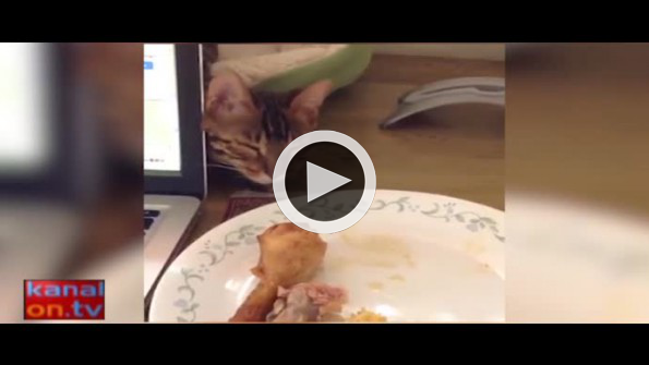 Tavuğu kapmak için uyku numarası yapan kedi