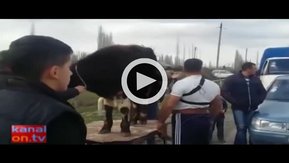 Azeri pehlivandan ilginç güç gösterisi
