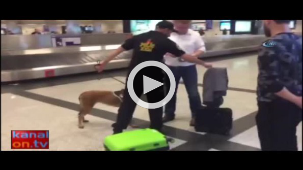 Almanlara ’köpekli arama’ karşılığı