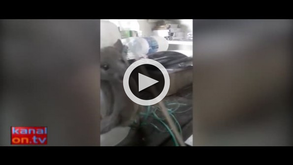 Böyle insanlık olmaz olsun!