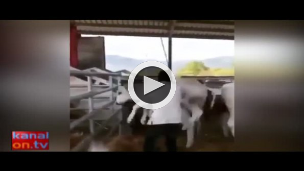 Annesine vuran adamı yere seren buzağı