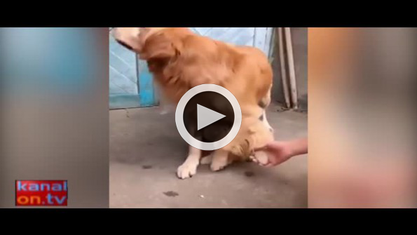 Anne köpek yavrusunu kimseye dokundurtmadı