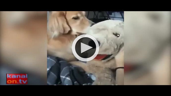 Kıskançlık krizine giren köpek sosyal medyayı salladı
