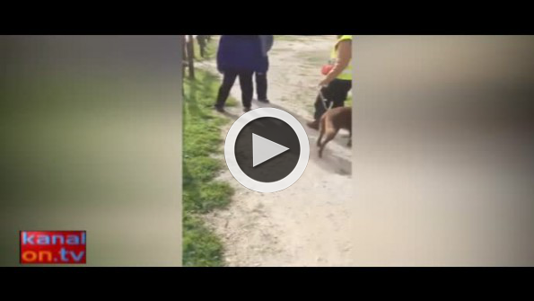 3 yıl sonra sahibiyle buluşan köpek
