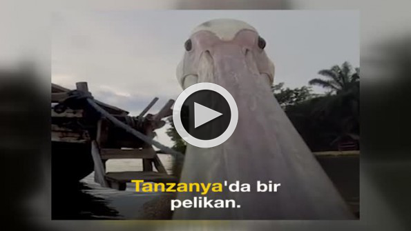 Pelikanın uçmayı tekrar öğrendiği o anlar...