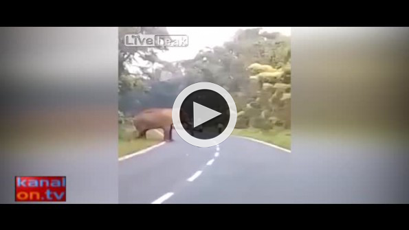 Fil çekim yapan adamı böyle öldürdü!
