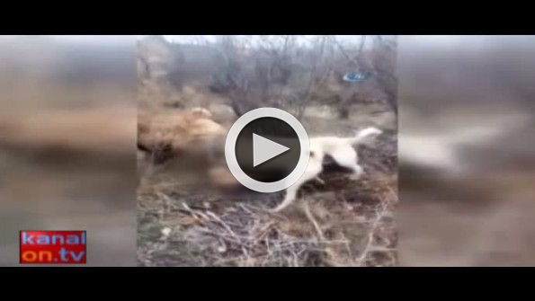 Sürüye saldıran kurdu kangallar böyle parçaladı!