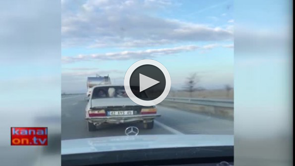 Konya’da araç içinde inek taşındı!