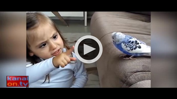 Dünya tatlısı miniğin muhabbet kuşuyla kavgası