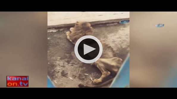 Aslanın bu görüntüsü yürekleri burktu