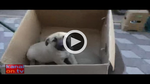 Hasta köpekleri veterinere el arabasıyla taşıyan koca yürekli adam