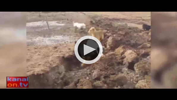 Tarlasını fare basan çiftçinin ’köpekli’ çözümü