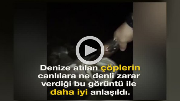 Dev balığın ölüm sebebi yürek sızlattı