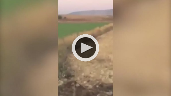 Arkadaşını yaban domuzu kovalayan adamın inanılmaz mutluluğu
