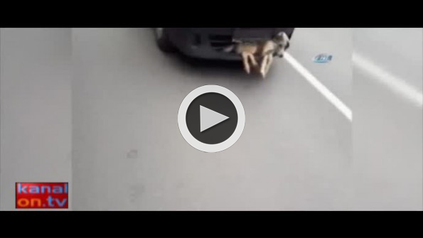 Tampona sıkışan köpek ile kilometrelerce gitti