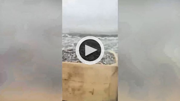 Karadeniz’deki kayıp hamsiler bakın nerede ve nasıl bulundu!