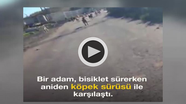 Bisiklet sürerken aniden köpek sürüsünün içinde kaldı