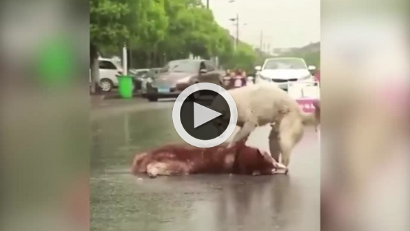 Arkadaşı ölen köpeğin hıçkıra hıçkıra ağlaması yürek burkuyor