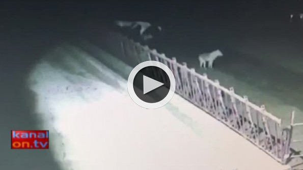 Konya’da kurt saldırısı güvenlik kamerasında!