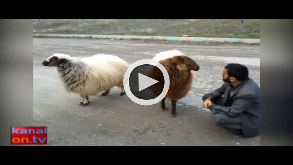 Sevilmeden duramayan kıskanç koç