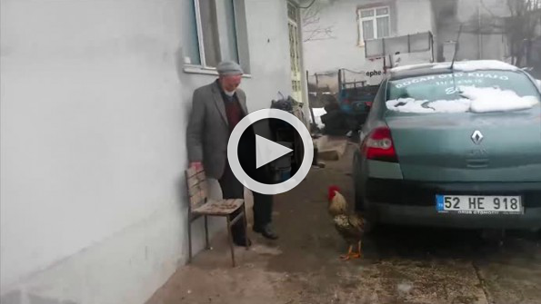 Dedeyle horozun kahkahaya boğan kavgası