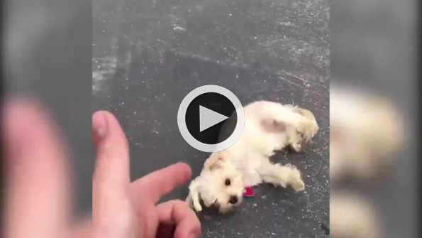 Şirin köpekten Oskar ödülünü hak eden oyunculuk
