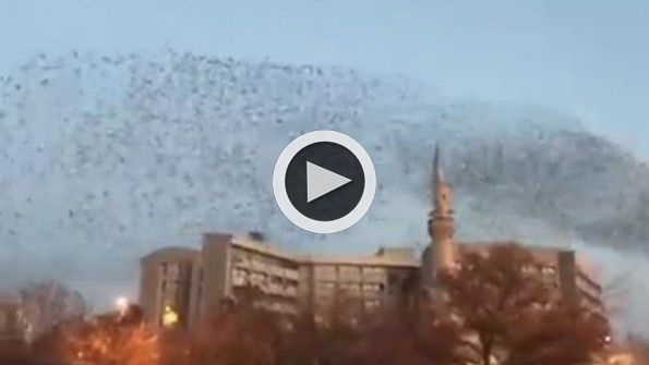 Konya semalarında sığırcıkların dansı!