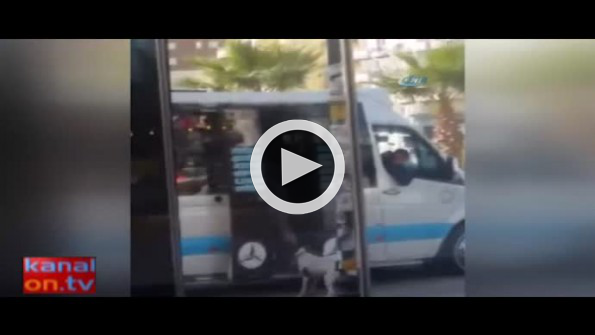 Köpeğin dolmuşa binme çabası güldürdü