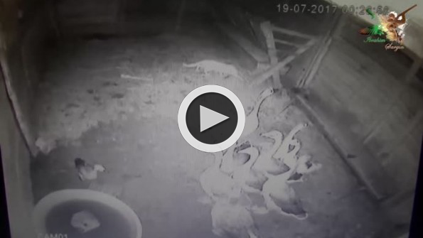 Yaban kedisinin tek hamlede ördek avı kamerada