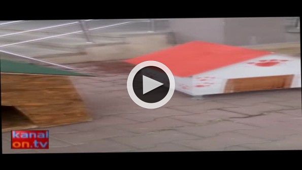 Sokak hayvanlarına barınak yapmak için yarıştılar