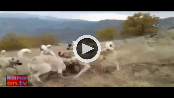 Kangallar domuzu böyle parçaladı