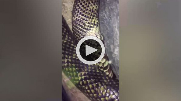 Kendi kendini yiyen yılan görenleri şaşkına uğrattı