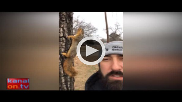 Ağaca tırmanırken donan sincap