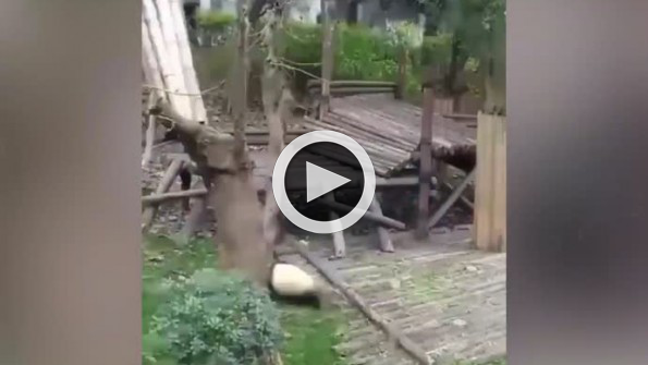 Oyuncağı alınan panda kendini yerlere atıyor