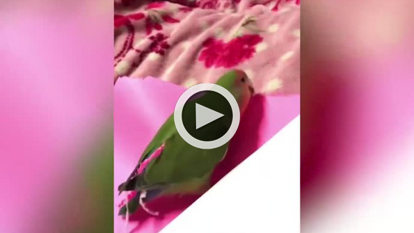 Kendine kağıttan kuyruk yapan akıl küpü papağan
